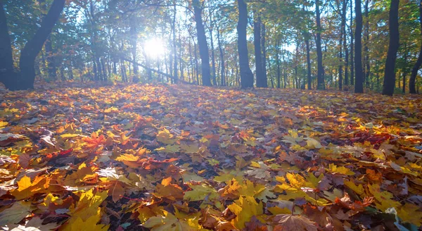 Bella Radura Foresta Autunno Acero Rosso Primo Piano Alla Luce — Foto Stock