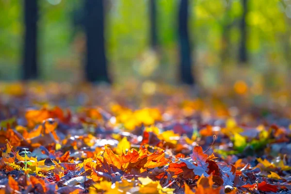 公園で赤い乾いた秋のカエデの葉を閉じる — ストック写真