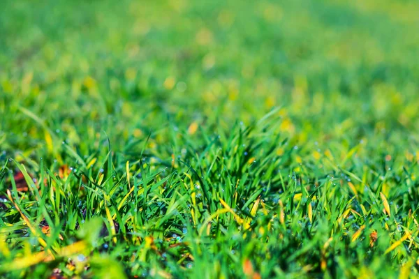 クローズアップ緑のフィールドシーン 自然な背景を持つクローズアップ緑の草 — ストック写真