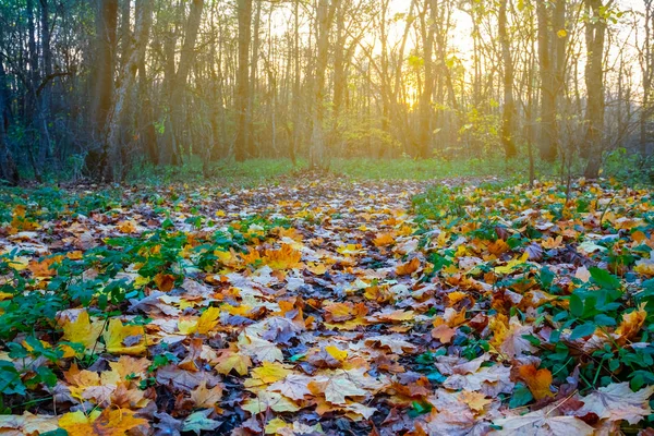 Красивый Крупный План Красный Клен Осенний Лес Закате — стоковое фото
