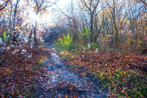 Pozemní Silnice Procházející Podzimním Lesem Slunečného Dne — Stock fotografie