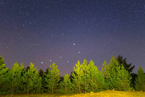 Ursa Major Constellation Boven Night Pine Tree Forest — Stockfoto