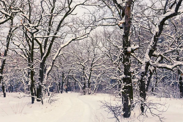 Floresta Inverno Uma Neve Cena Inverno Pastoral Tranquila — Fotografia de Stock