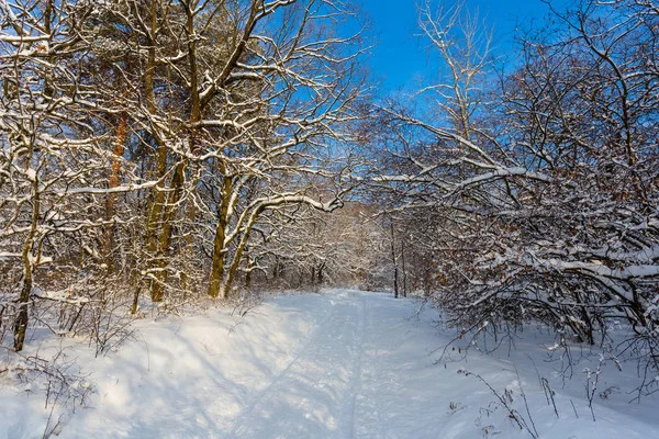 Straße Durch Winterlich Verschneiten Wald — Stockfoto