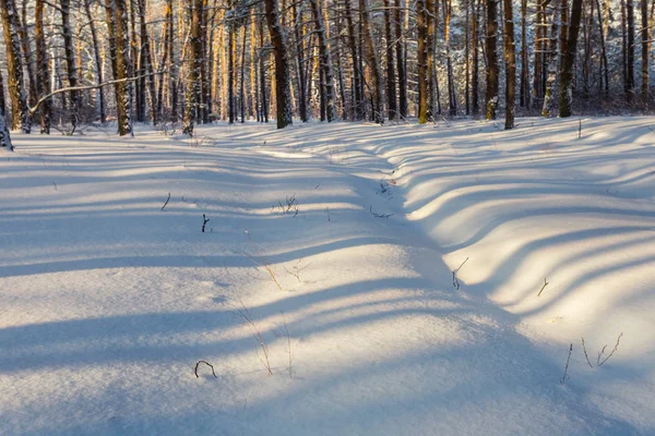 Winterwald Schnee Mit Langem Schatten Natürlicher Schneegebundener Hintergrund — Stockfoto