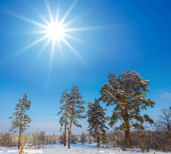 Winter Kiefernwald Schnee Unter Glitzernder Sonne — Stockfoto