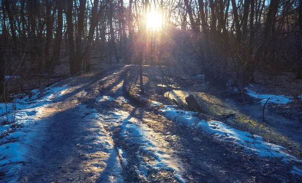 冬季森林与雪在日落 自然日落场景 — 图库照片
