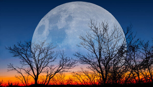 Huge moon rising over the trees at the twilight, abstract natural fantasy background