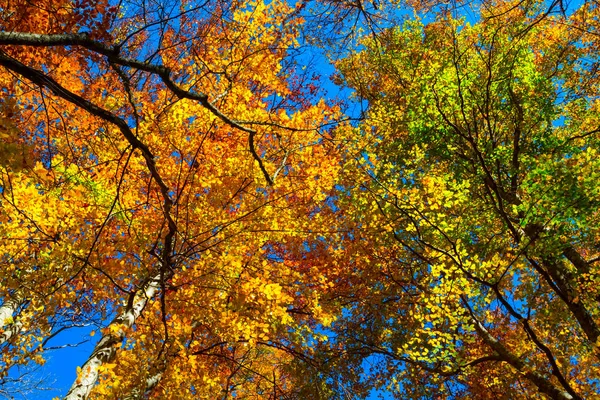 Roșu Toamnă Copac Coroană Fundal Natural Toamnă — Fotografie, imagine de stoc