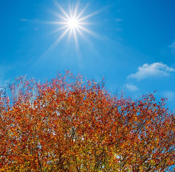 輝く太陽の下で赤い乾燥した秋の木 秋の屋外の背景 — ストック写真