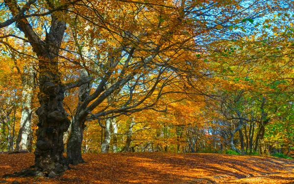 Krásná Rudá Podzimní Lesní Krajina Podzimní Venkovní Scéna — Stock fotografie