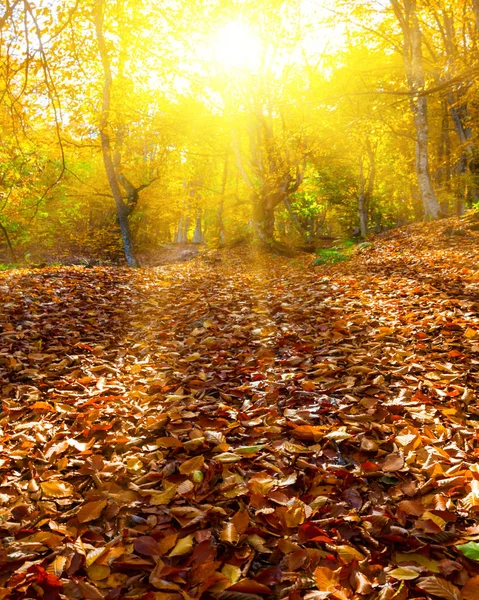 Primo Piano Radura Della Foresta Autunnale Sotto Raggi Del Sole — Foto Stock