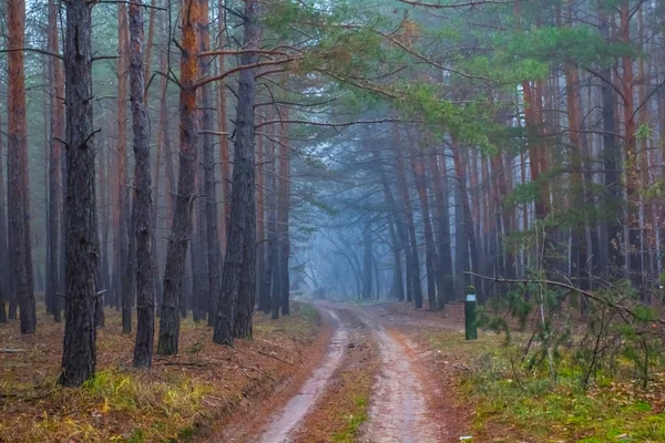 Camino Tierra Través Del Bosque Nublado Otoño —  Fotos de Stock