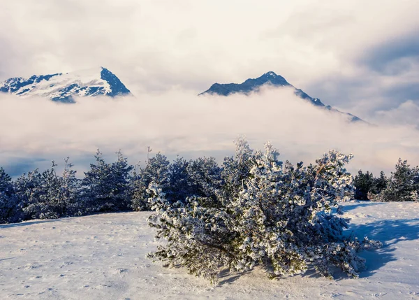 Pinède Pousse Sur Plateau Montagneux Dans Une Neige Des Nuages — Photo