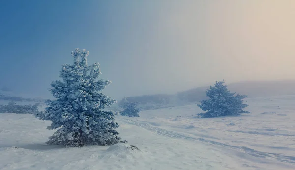 Invierno Llanura Nevada Con Pinos Atardecer Invierno Fondo Aire Libre —  Fotos de Stock