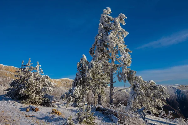 Vysoko Zasněsaný Borovicový Strom Zimním Horském Údolí — Stock fotografie
