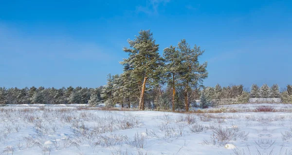 小松树林之间的冬季雪覆盖平原 户外冬季景观 — 图库照片