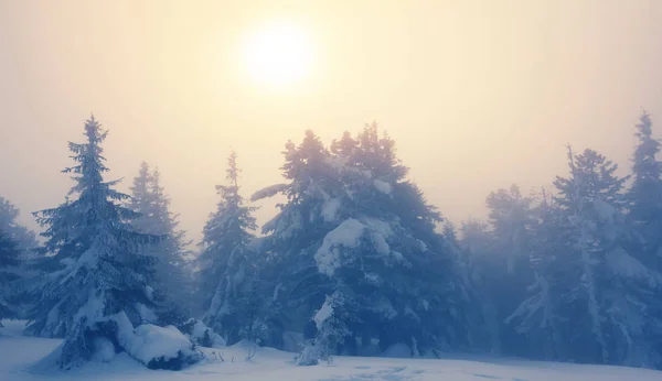 Inverno Bosco Pini Innevato Tramonto Nebbioso Scena Invernale Sera Pastorale — Foto Stock