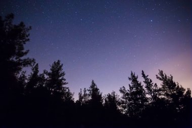 Çam ağacı orman silueti, karanlık yıldızlı gökyüzü, arka homurdanma, açık hava sahnesi.