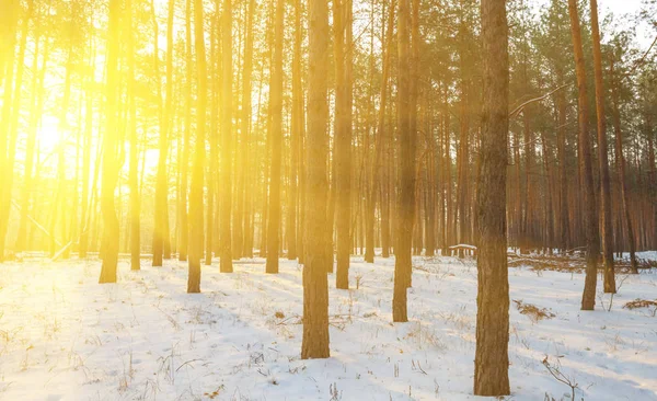 Floresta Pinheiro Inverno Uma Neve Pôr Sol Brilhante Raios Sol — Fotografia de Stock