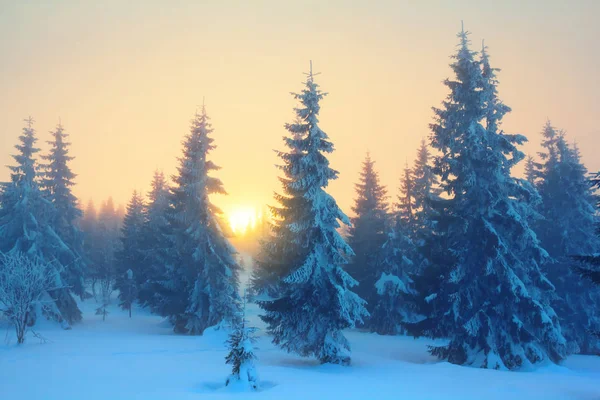 冬季杉树森林在日落的雪中 安静的冬季自然背景 — 图库照片