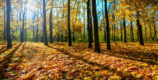 Bella Radura Foresta Autunno Acero Rosso Alla Luce Del Sole — Foto Stock