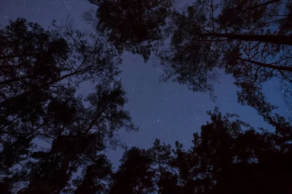 Hoge Bomen Silhouet Een Sterrenhemel Achtergrond Nacht Buiten Scène — Stockfoto