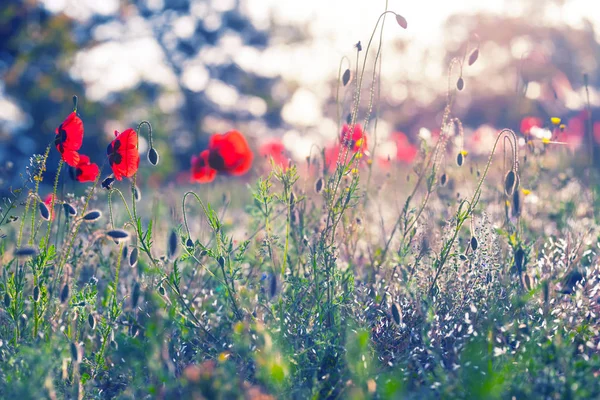 Närbild Röda Vallmo Ett Fält Början Motning Utomhus Blommor Bakgrund — Stockfoto