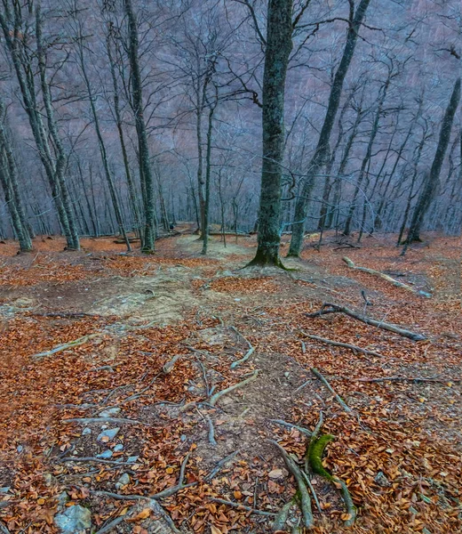 Ήσυχο Δάσος Του Φθινοπώρου Μια Γαλάζια Ομίχλη Μυστικιστικό Φθινόπωρο Σκηνή — Φωτογραφία Αρχείου