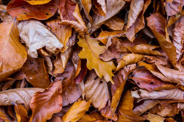 クローズアップ赤い乾燥した秋の葉自然な背景 — ストック写真