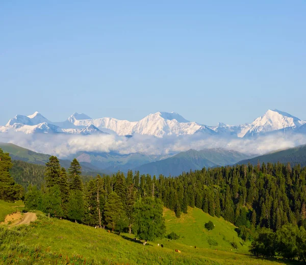 Grünes Tal Vor Einer Bergkette Schnee — Stockfoto