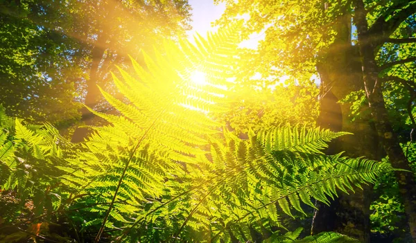 Güneş Ile Iterek Bir Ormanda Yeşil Eğrelti Otu Çalı — Stok fotoğraf