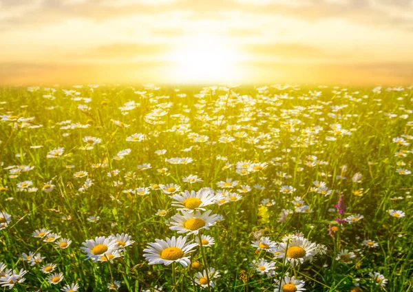 Güneşin Batışında Papatya Ile Güzel Bir Yaz Tarlası — Stok fotoğraf