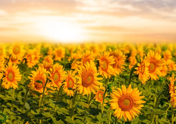 Sommersonnenblumenfeld Beim Dramatischen Sonnenuntergang — Stockfoto