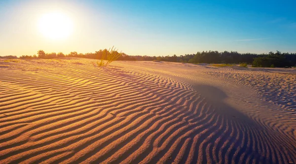 夕暮しの夏の砂の砂漠の風景 — ストック写真