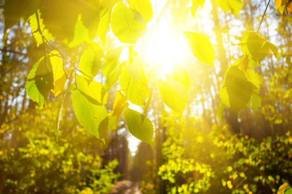 Close Rode Droge Herfst Boomtak Een Zonlicht — Stockfoto