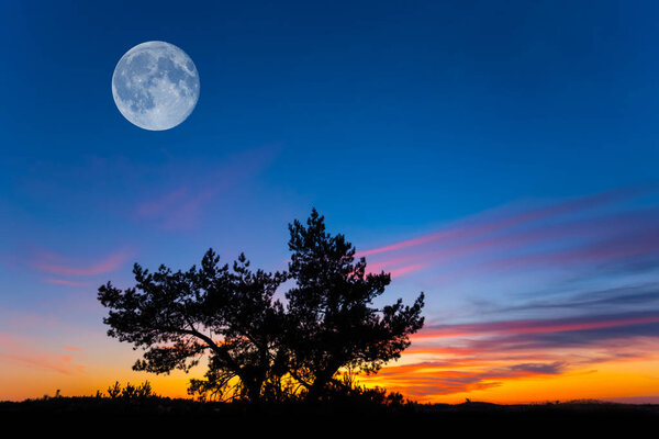 Full moon above a pine tree silhouette on the dramatic twilight sky
