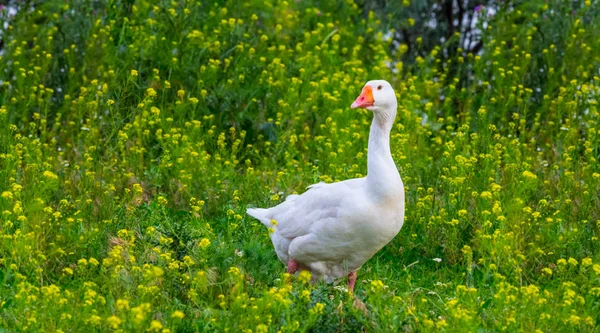 Closeup White Goose Grass — Stock Photo, Image