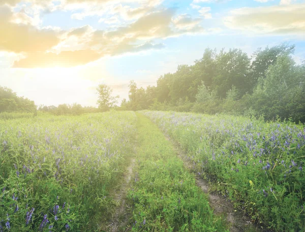 Beautiful Summer Green Prairie Ground Road Sunset — Stock Photo, Image