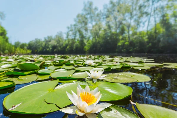 Weiße Seerose Die Einem Sommerlichen Fluss Schwimmt Wasserpflanzenblätter Und Blüten — Stockfoto
