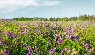 çiçeklerle güzel yaz çayır, yaz açık panoramik arka plan, çiçeklerle yeşil alan