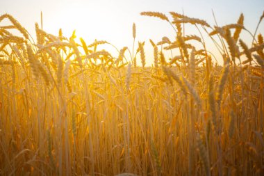 gün batımında yakın çekim yaz buğday tarlası, tarım açık doğal arka plan