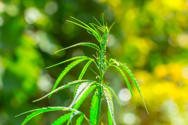 Büyük Indica kanabis yaprakları vahşi doğada büyür.