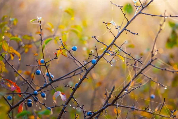 Close Sleedoorn Struik Een Ochtend Mist Water Drop Mooie Herfst — Stockfoto