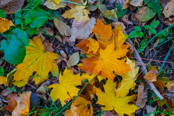 Nahaufnahme Rote Trockene Herbstblätter Liegen Einem Wald Schöne Ruhige Herbst — Stockfoto