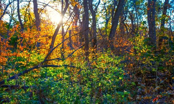 Abendsonnenstrahlen Drängen Durch Roten Herbstwald Herbstwald Sonnenuntergang Hintergrund — Stockfoto