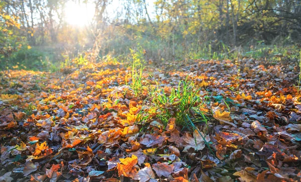 Mooie Close Herfst Bos Glade Met Droge Bladeren Bij Zonsondergang — Stockfoto