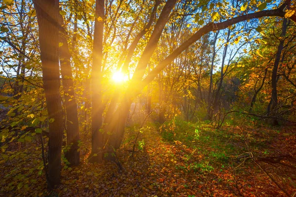 Gün Batımında Güzel Sonbahar Orman Glade Güneş Ağaç Dalı Ile — Stok fotoğraf