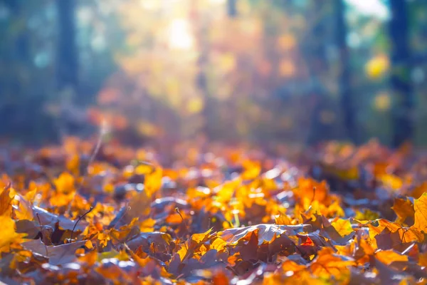 Nahaufnahme Haufen Roter Trockener Blätter Einem Wald Bei Sonnenuntergang Herbst — Stockfoto