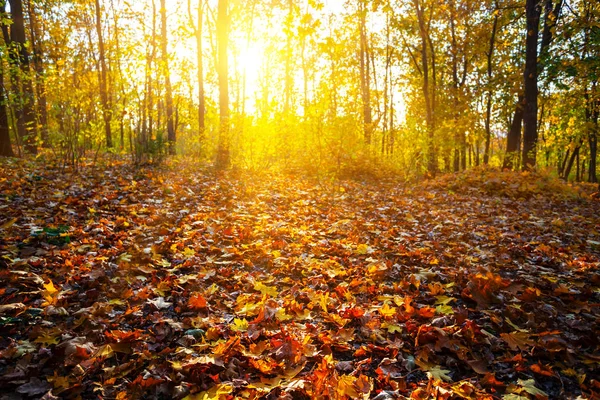 Herfst Park Met Rode Droge Bladeren Het Licht Van Avondzon — Stockfoto